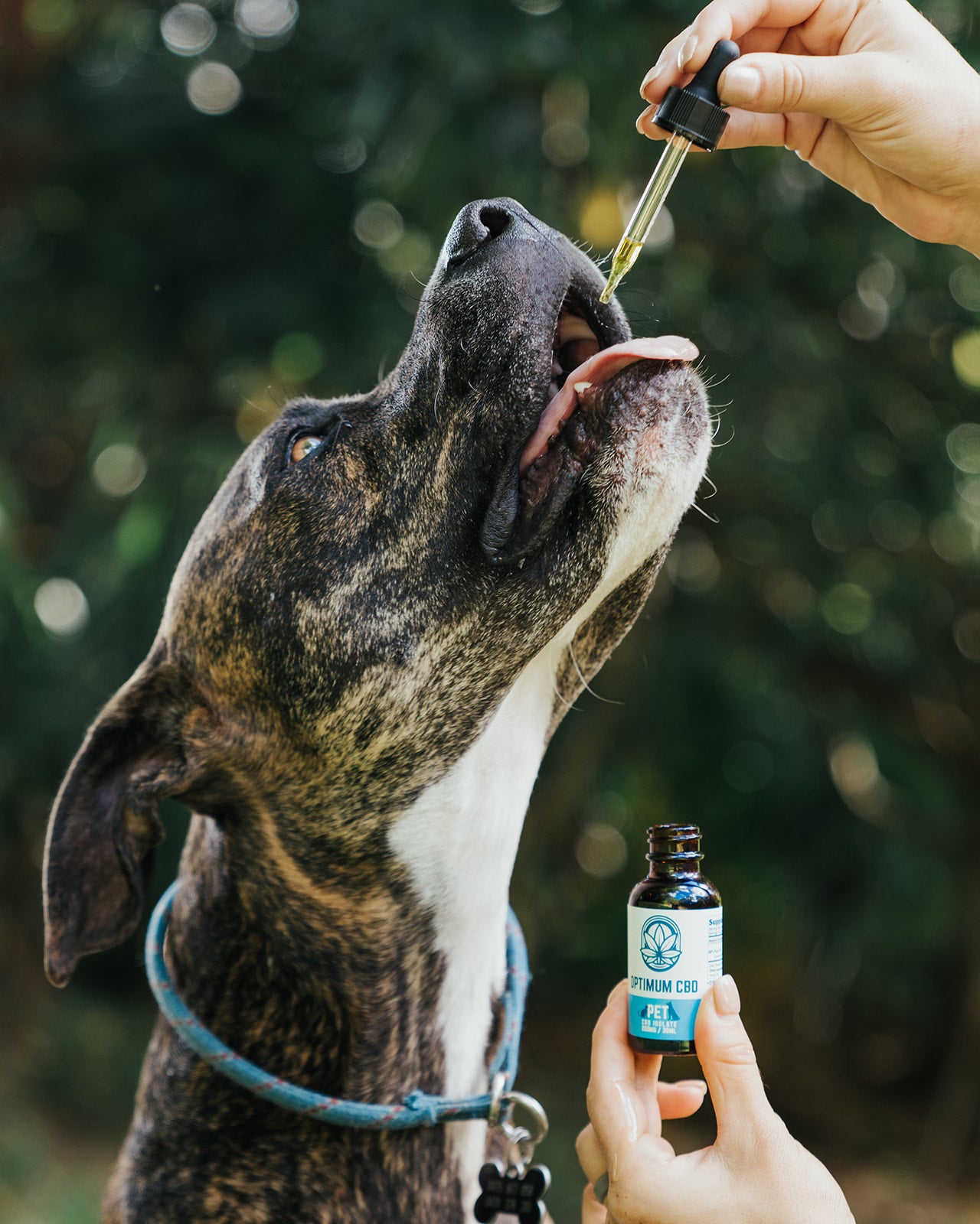 CBD PET OIL 30ML (200MG)